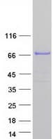 Human EXOC8 / EXO84 Protein (Recombinant Myc-DDK (Flag))