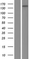 Human ARHGEF10 / GEF10 Protein (Over-Expression Lysate Myc-DDK (Flag))