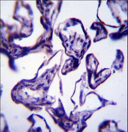 Leptin Antibody (aa8-37)