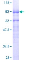 Human MEF2A / MEF2 Protein (Recombinant GST)