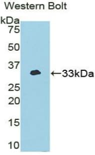 NEK2 Antibody (aa148-397)