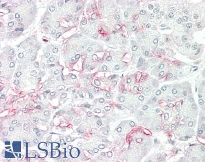 IHC-plus™ ALDH1L2 Antibody (aa743-772)