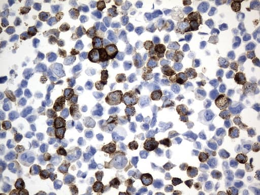 MME / CD10 Antibody (aa411-750, clone UMAB235, Carrier-free)