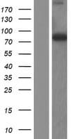 THNSL1 Protein (Over-Expression Lysate Myc-DDK (Flag))