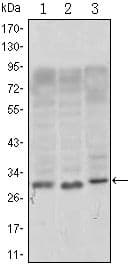 CD69 Antibody (clone 8B6)