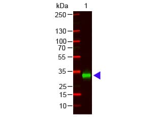 Goat Anti-Human IgG Fc Secondary Antibody