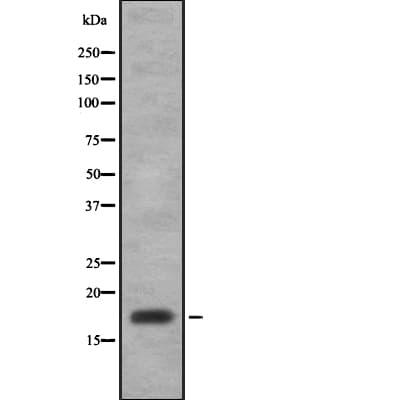 CCL11 / Eotaxin Antibody