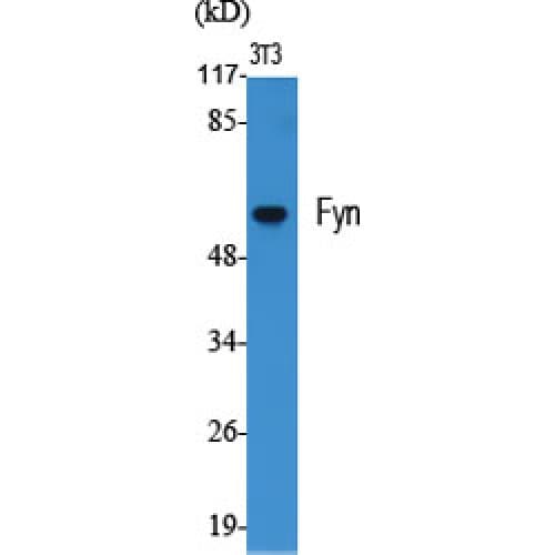 SYN / FYN Antibody (460-540 aa)