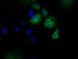 CYP1A2 Antibody (clone OTI1H3)