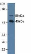 SFTPD / Surfactant Protein D Antibody (aa21-375, PE)