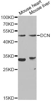 DCN / Decorin Antibody