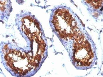 CD99 Antibody (clone MIC2/877, Ready-to-Use)