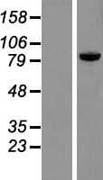 PRKRIR Protein (Over-Expression Lysate Myc-DDK (Flag))