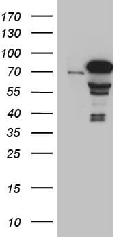ZKSCAN1 / ZNF36 Antibody (clone OTI1E4)