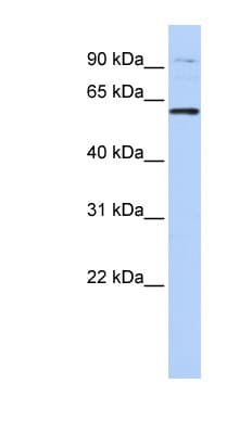 TULP2 Antibody (N-Terminus)