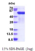 Human EF1G / EEF1G Protein (Recombinant His)