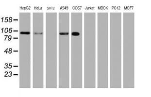 USP10 Antibody (clone OTI1H9)