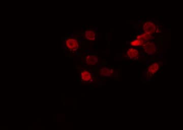 Polyclonal Rabbit anti-Human NANOG Antibody (IF, WB)