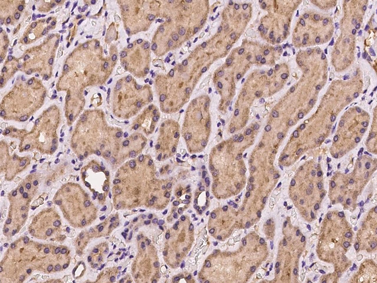 NAF-1 / CISD2 Antibody