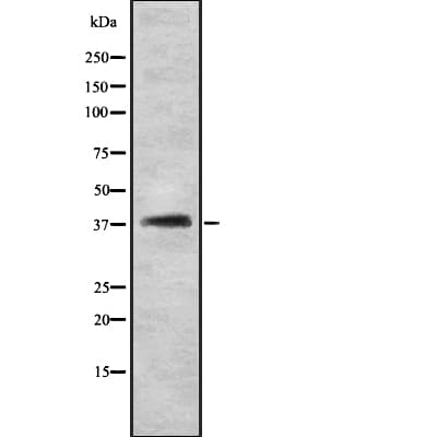 IFNGR2 Antibody