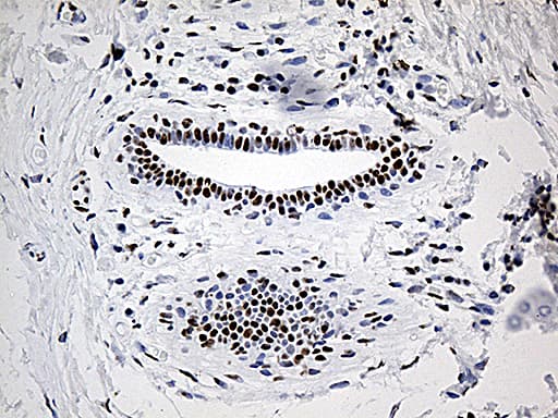 DDX39B / UAP56 Antibody (aa319-428, clone OTI8B8, Carrier-free)