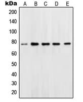 Polyclonal Rabbit anti-Human POU2F1 / OCT1 Antibody (N-Terminus, IHC, WB)