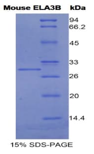 Mouse CELA3B / ELA3B Protein (Recombinant His)