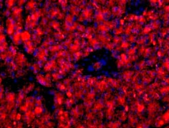 Pancreas Marker HPx1 Antibody (clone HIC0-3B3, Biotin)