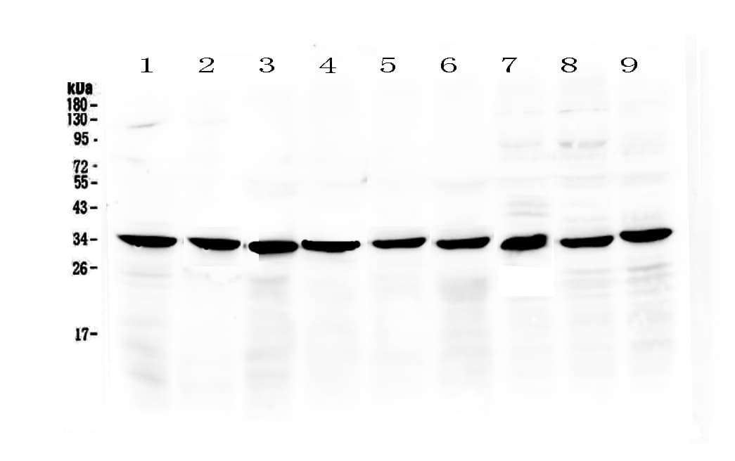 COPE Antibody