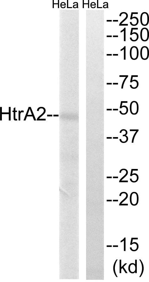 HTRA2 / OMI Antibody (p142)