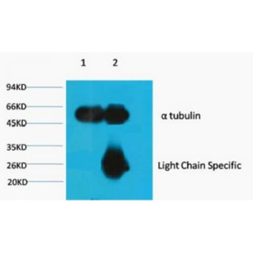 Alpha Tubulin Antibody (clone 8F11)