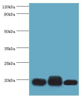TXN2 / Thioredoxin 2 Antibody (aa1-166)