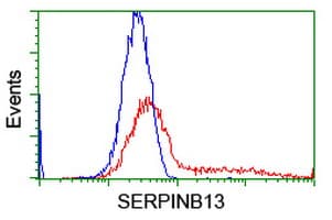 SERPINB13 / HUR7 Antibody (clone OTI1A7, Carrier-free)