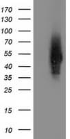 SNTA1 / Syntrophin Alpha 1 Antibody (clone OTI2B9)