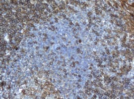 CD4 Antibody (clone OTI2H8)