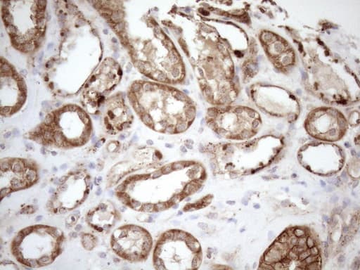 KCTD9 Antibody (aa1-223, clone OTI2G8, Carrier-free)