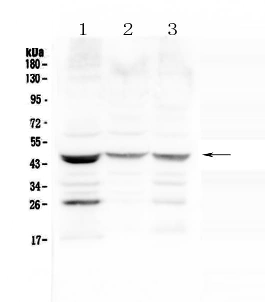 SFTPB / Surfactant Protein B Antibody