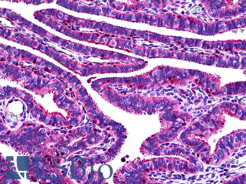 IHC-plus™ OVGP1 / Oviductin Antibody