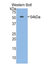 TFF3 / Trefoil Factor 3 Antibody (aa22-80, Cy3)