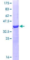 Human OCLN / Occludin Protein (Recombinant GST, N-terminus)