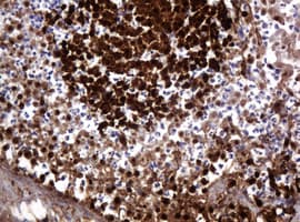 PARVB Antibody (clone OTI2H9)