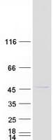 Human PTPRR Protein (Recombinant Myc-DDK (Flag))