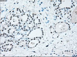 IRF3 Antibody (clone OTI5D2)