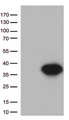 STX1A / Syntaxin 1A Antibody (clone OTI2F11)