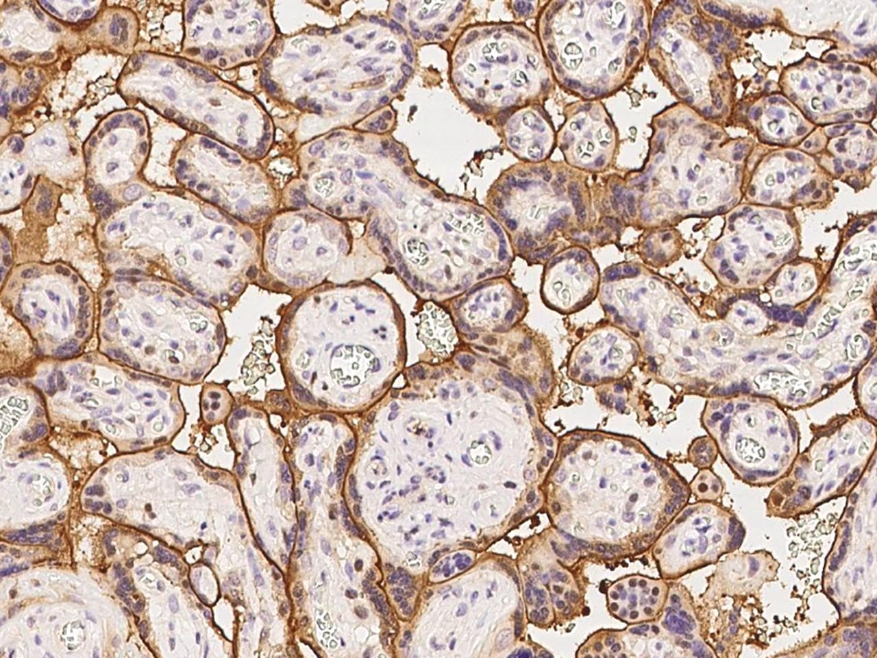 COBLL1 Antibody