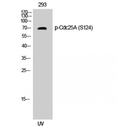 CDC25A Antibody (60-140 aa)