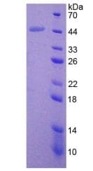 Human BMP2 Protein (Recombinant His-T7)