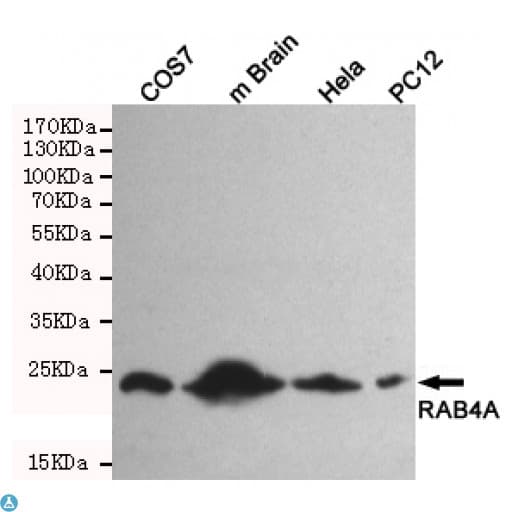 RAB4A / RAB4 Antibody