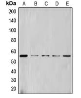CCNL1 / Cyclin L1 Antibody (C-Terminus)