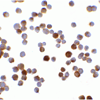MAGEA4 Antibody